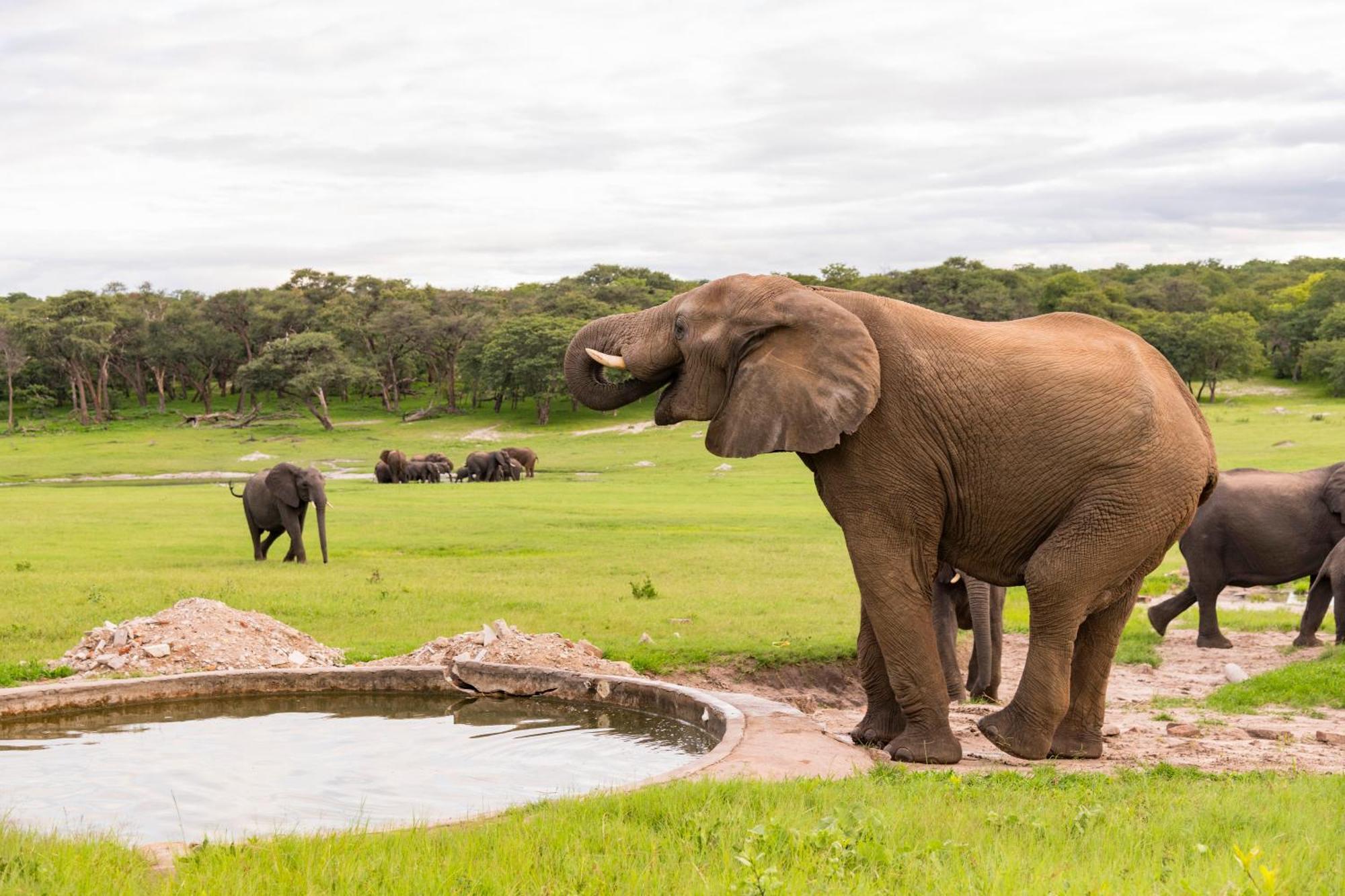 Hwange Safari Lodge Dete Esterno foto
