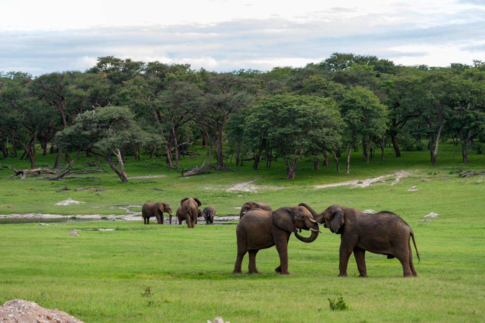 Hwange Safari Lodge Dete Esterno foto